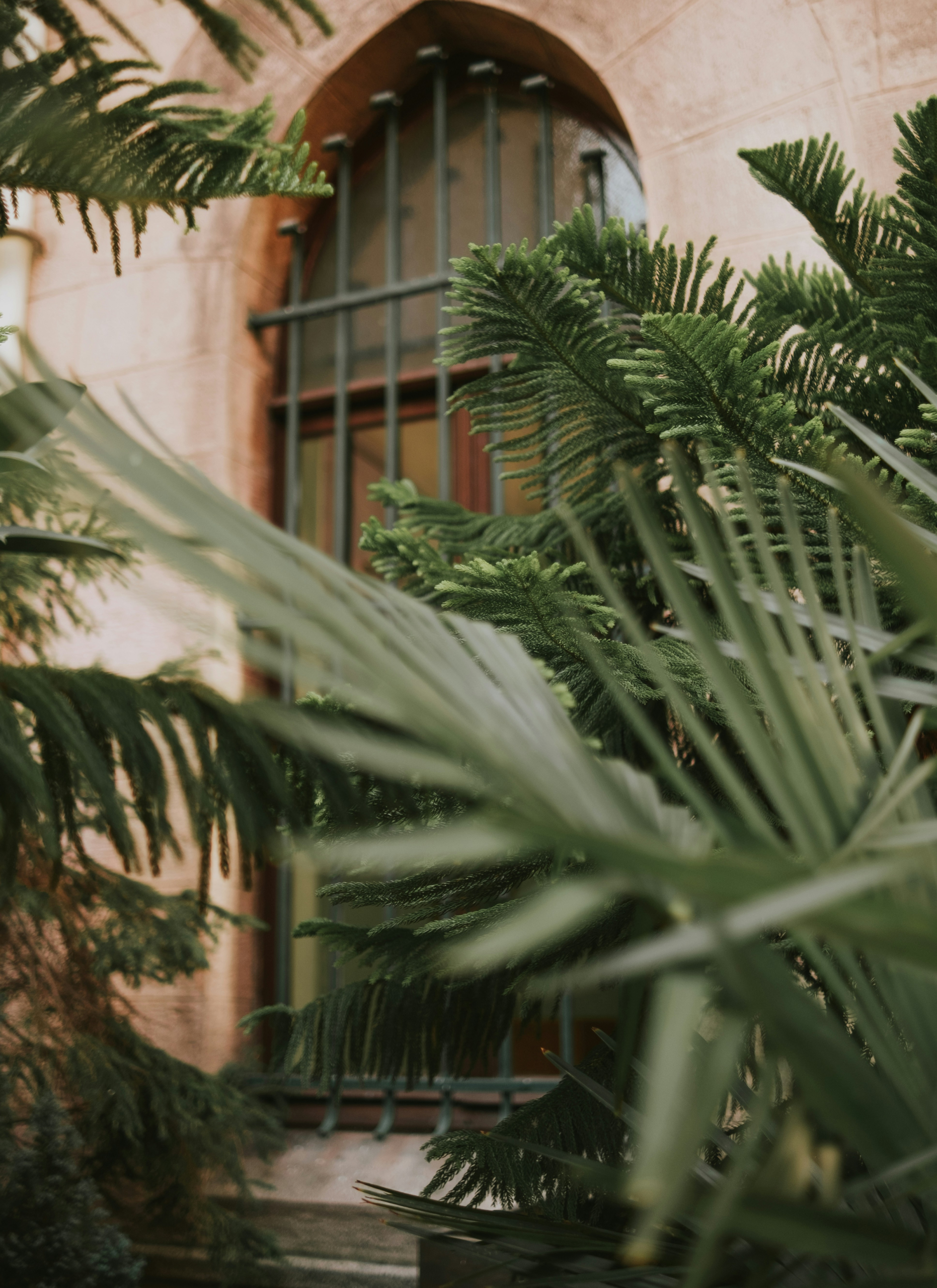 Palm LV